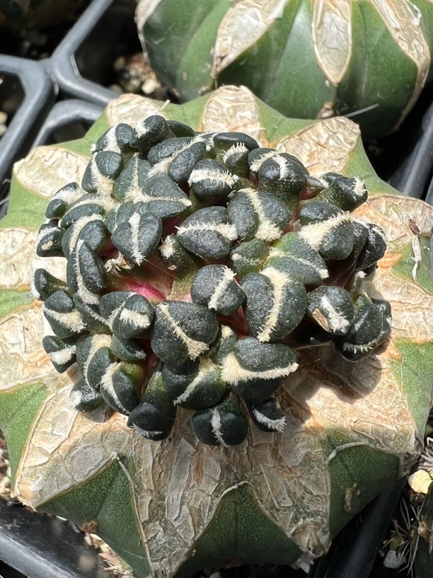 姬牡丹大群生草球苗接可挑大尤姬群