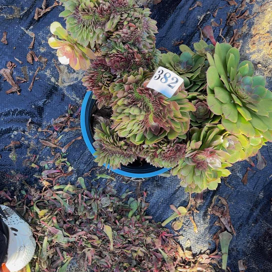 万圣节法师缀1-49