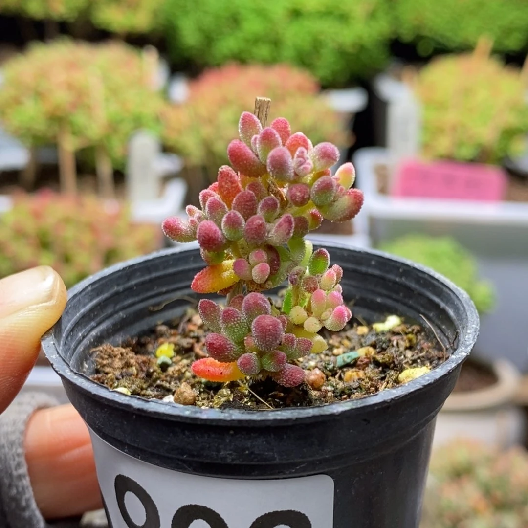 J****x红宝石阴阳锦A902