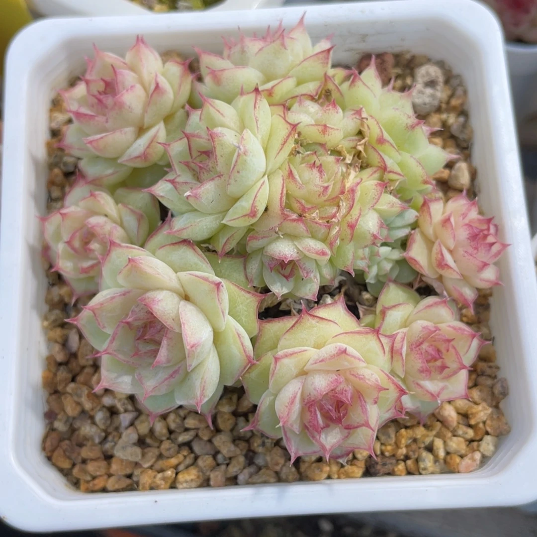 优选麦杆手捧花福利1345