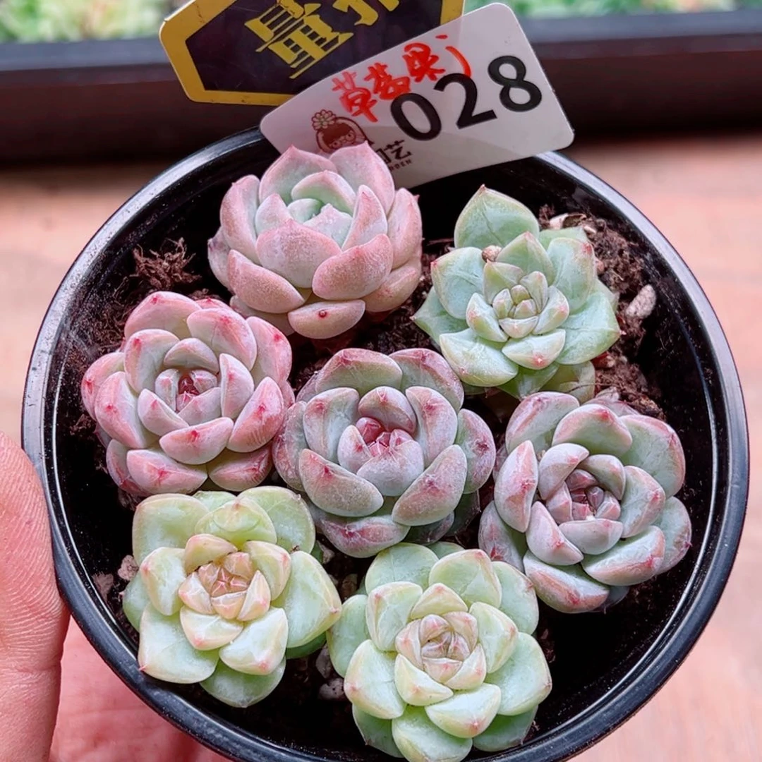 当前无花朵，栽培后可花朵