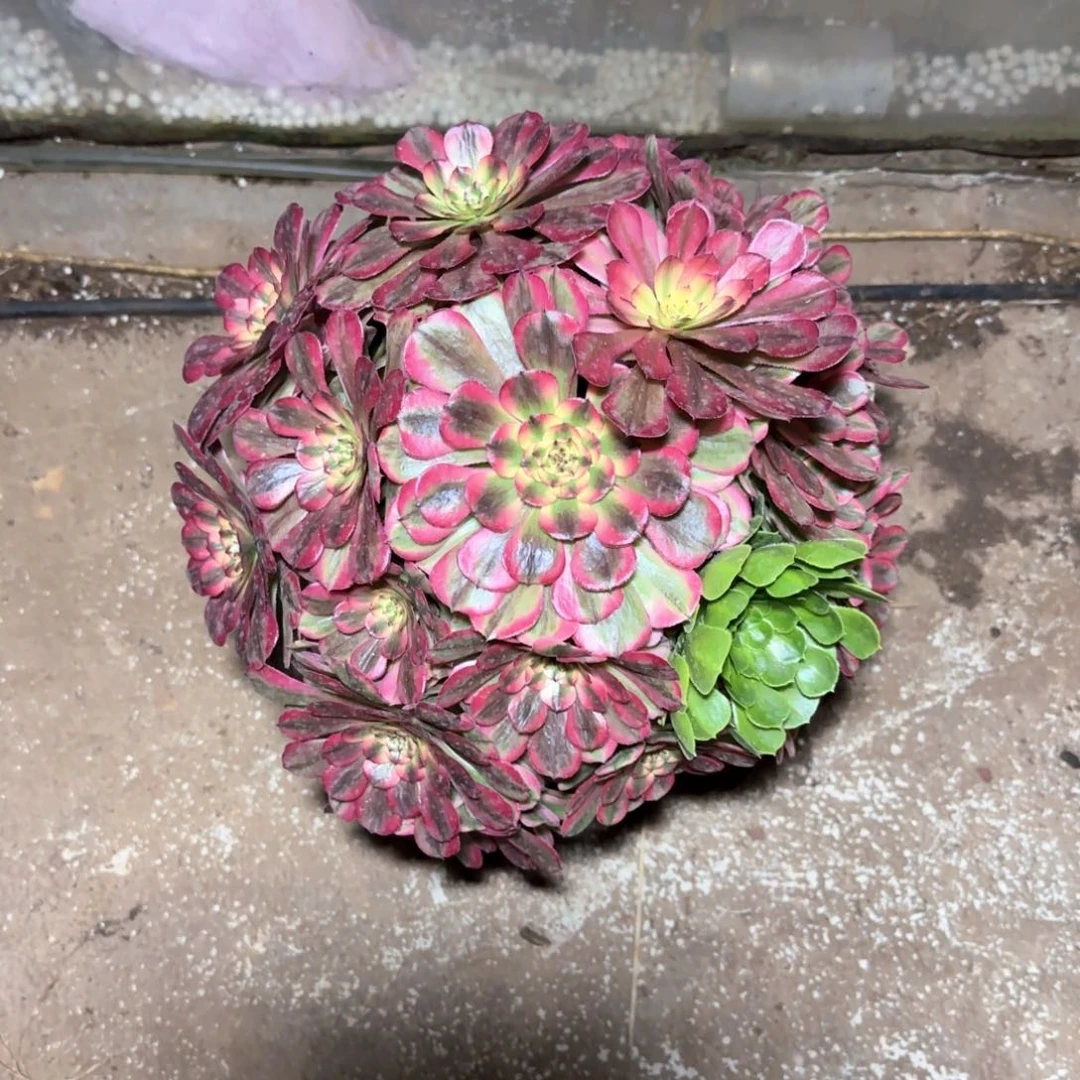 粉霞法师多肉植物