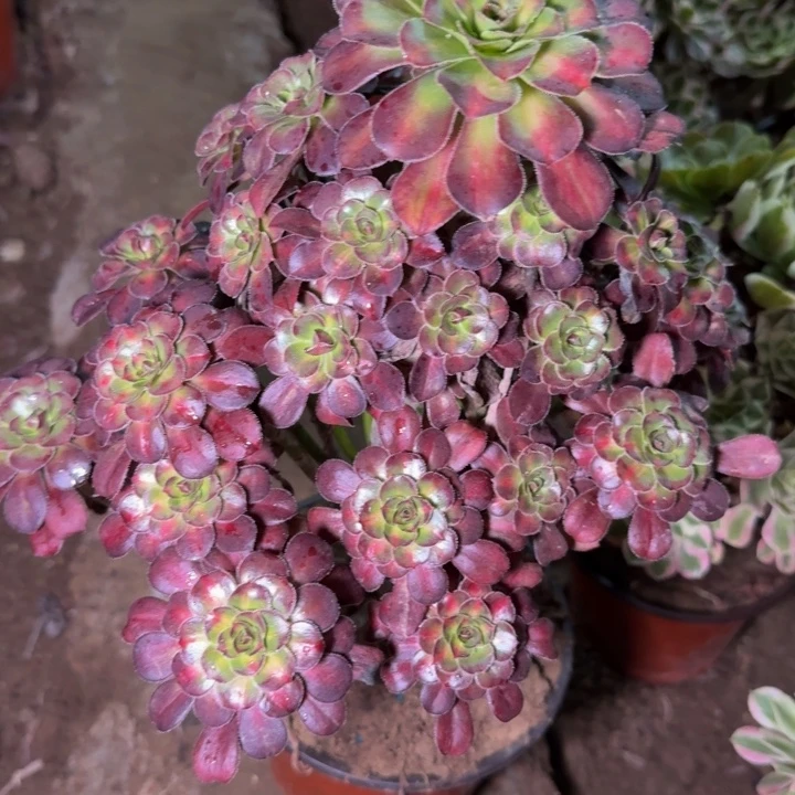 24890南晚霞多肉植物