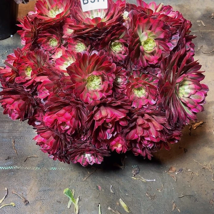 不****叔多肉法师577号桐柏群生