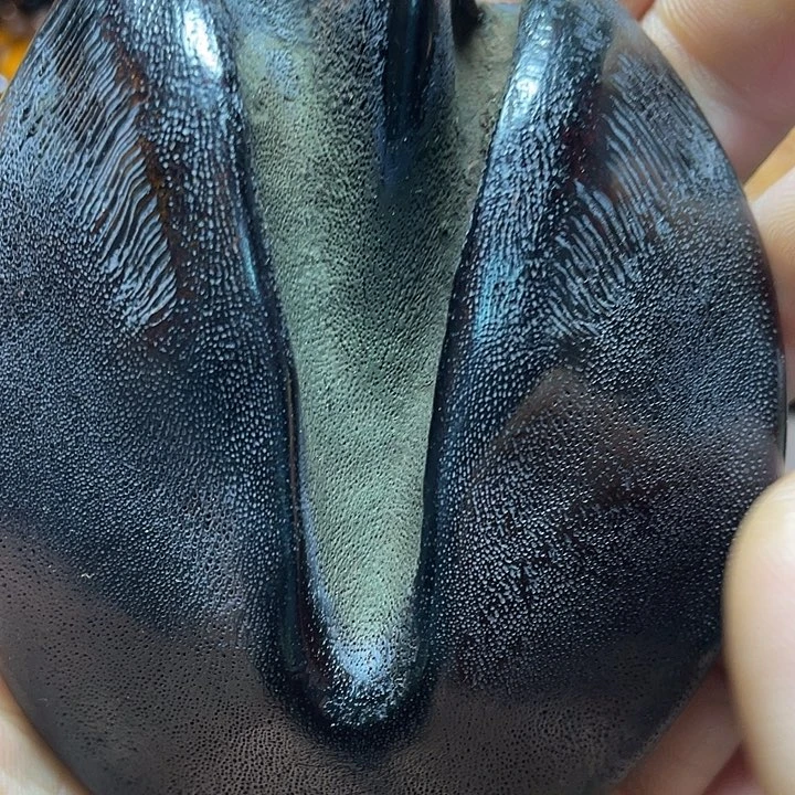 大果紫檀（缅甸花梨）福利多多