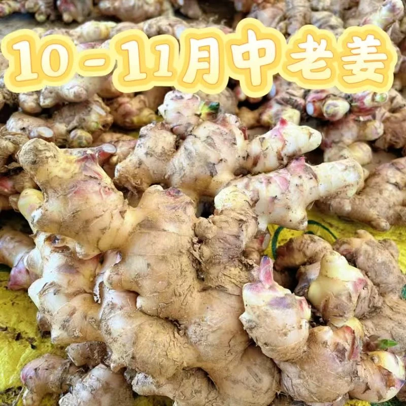 广东信宜红芽中老大肉姜(起丝有渣)新鲜现货发售泡姜 老姜