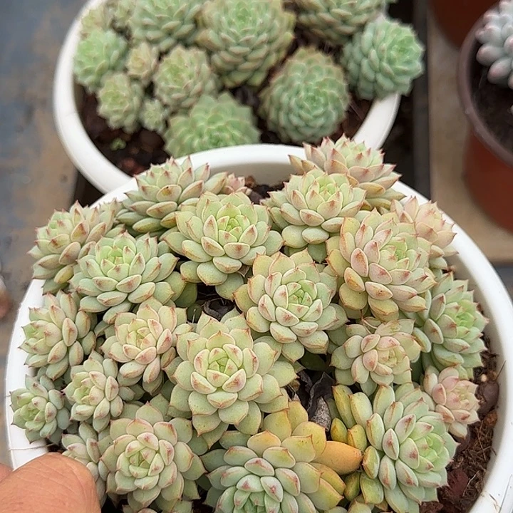 熊猫脸惊鸿一物一拍包装收缩花旱