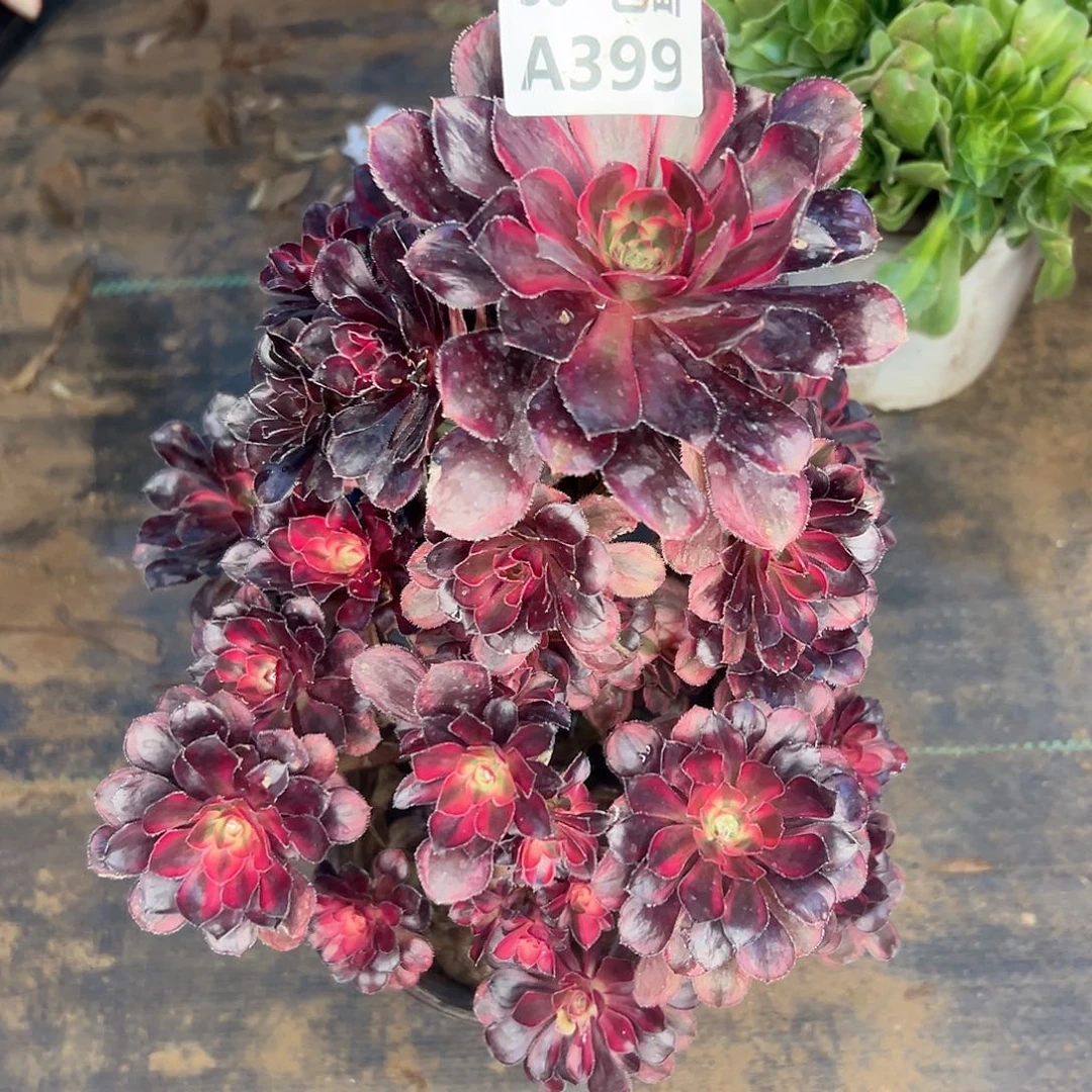 399 多肉不包侧枝