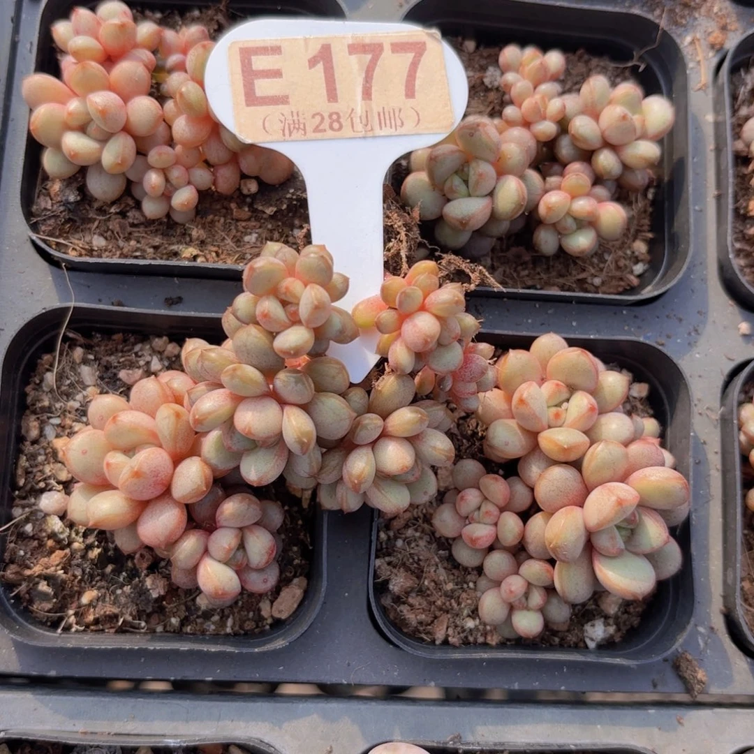 E177葡萄一物一拍