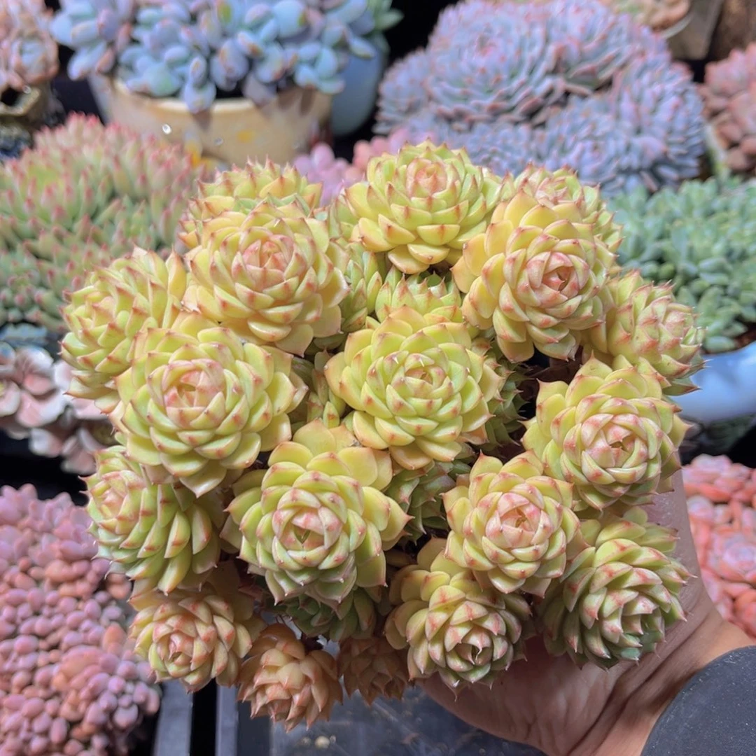 完全开放笨吧老桩