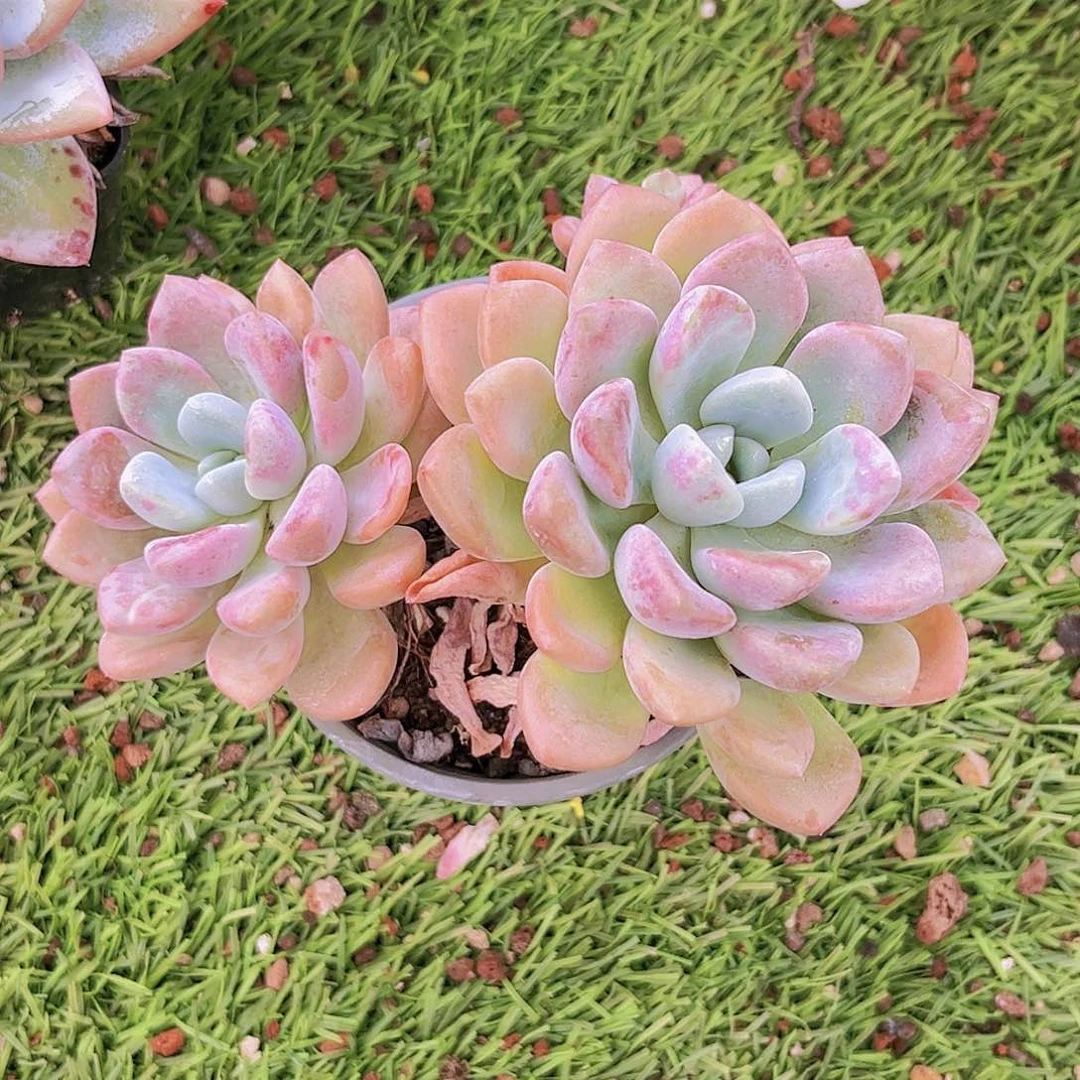 47号99999888889888999