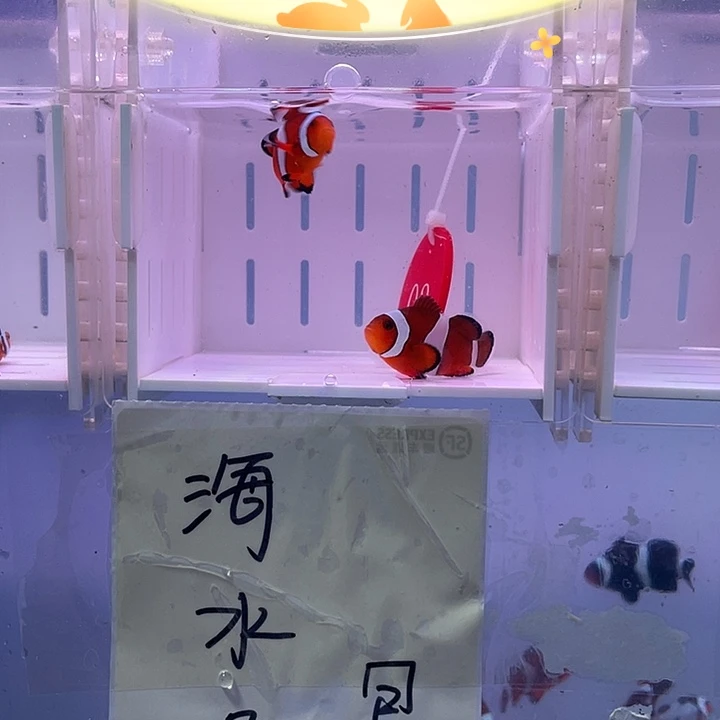 海水鱼精品黑边小丑