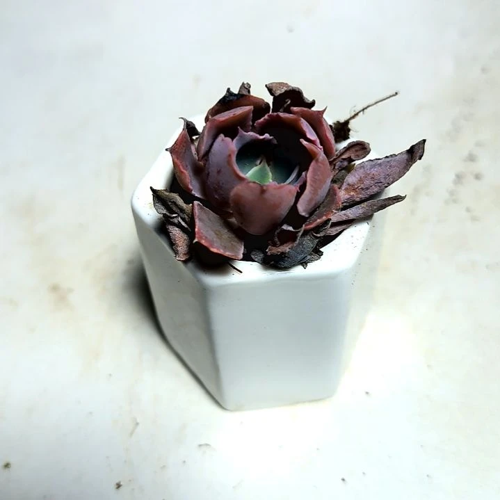 满6元包邮，晚霞之舞巨小包子