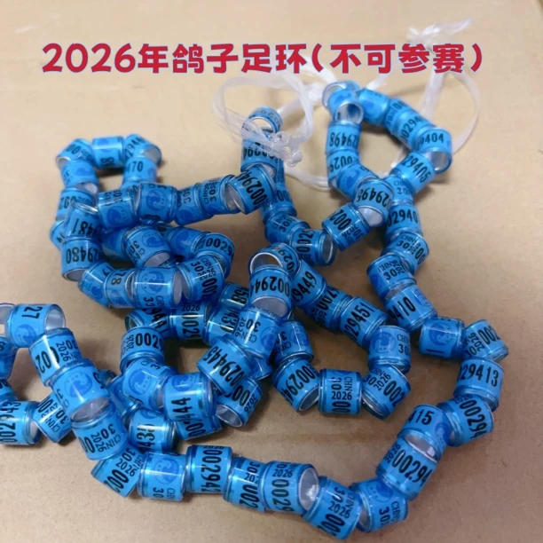 2026年鸽子足环不可参赛