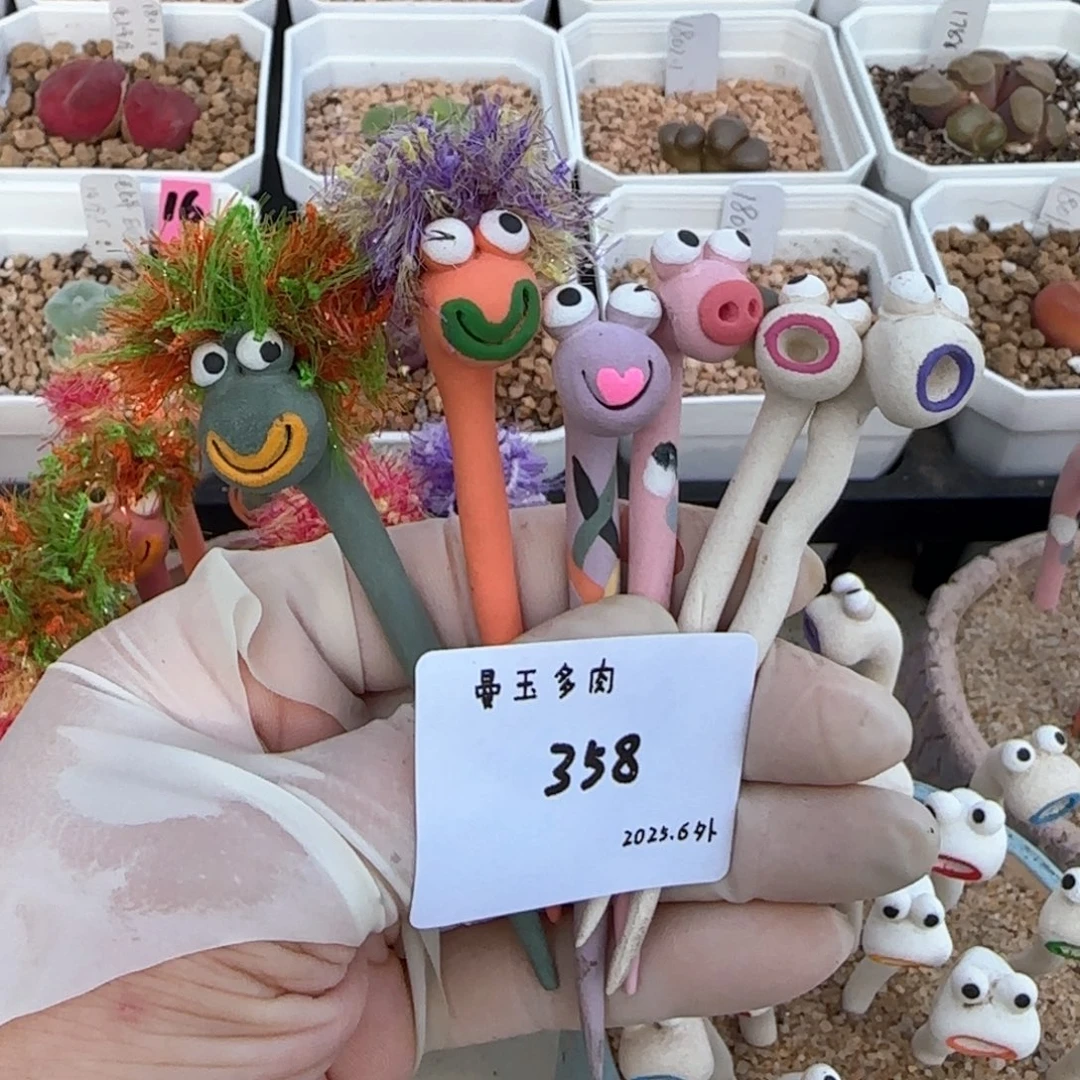 ?****?多肉多肉多肉6.4-358