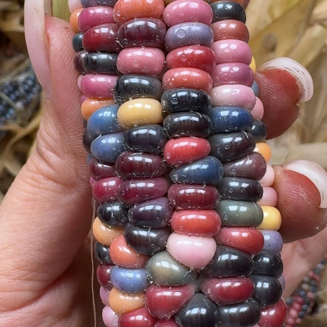 柏香籽/百香籽吊坠?***面