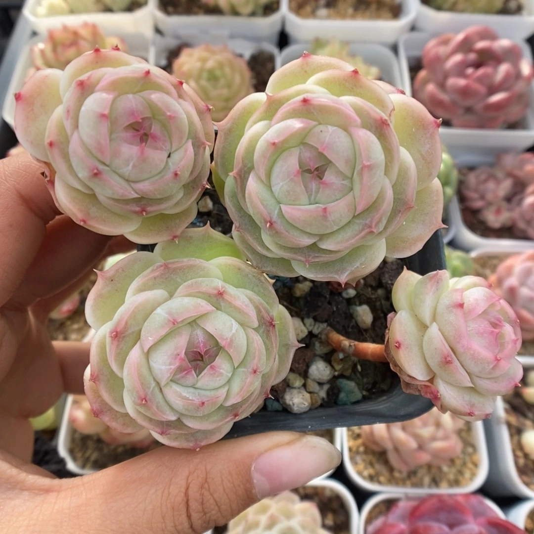 白芷珍妮597号。