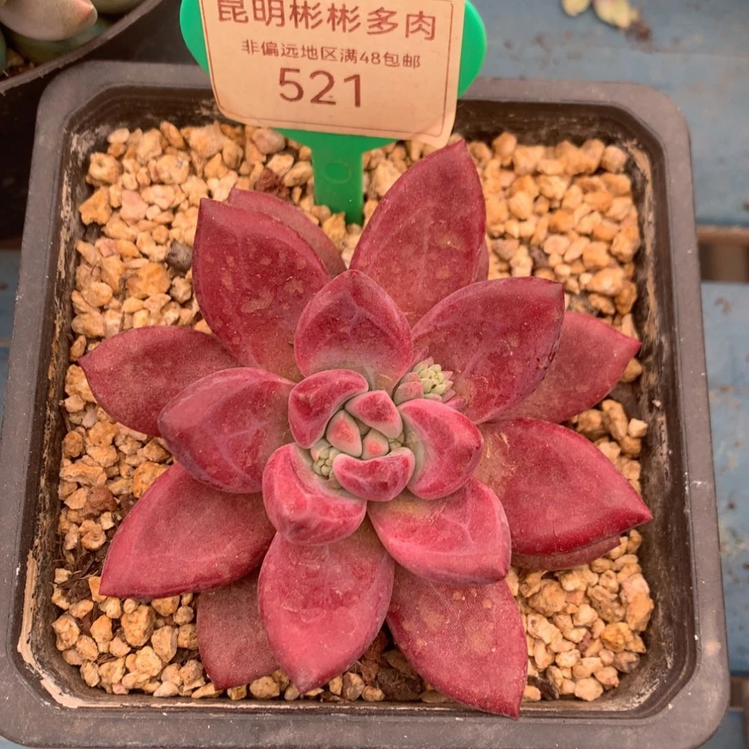 赫菲斯托单头521