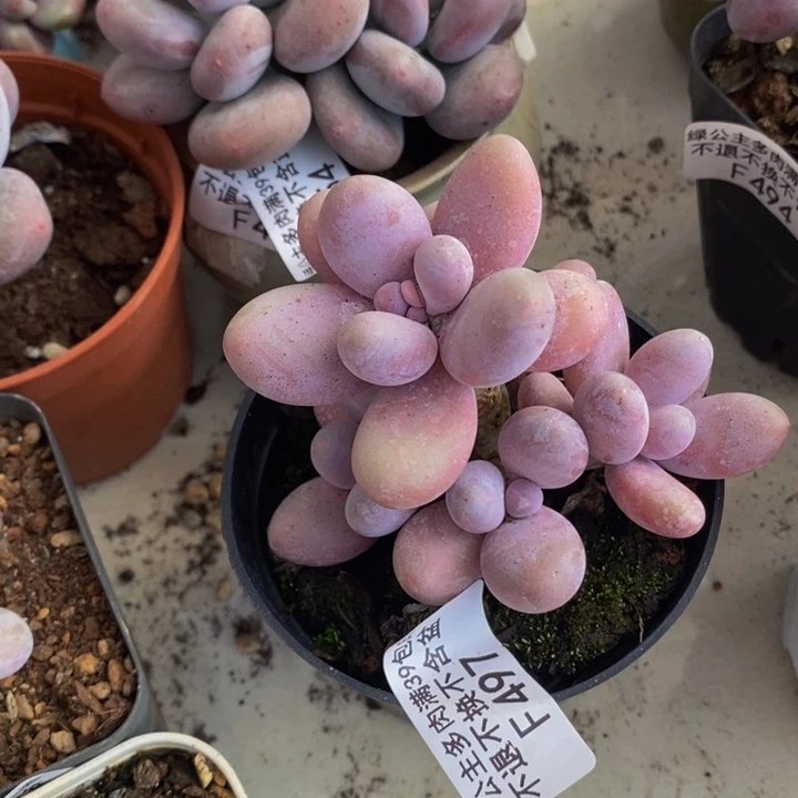 芭比奶洛7cm497多肉植物