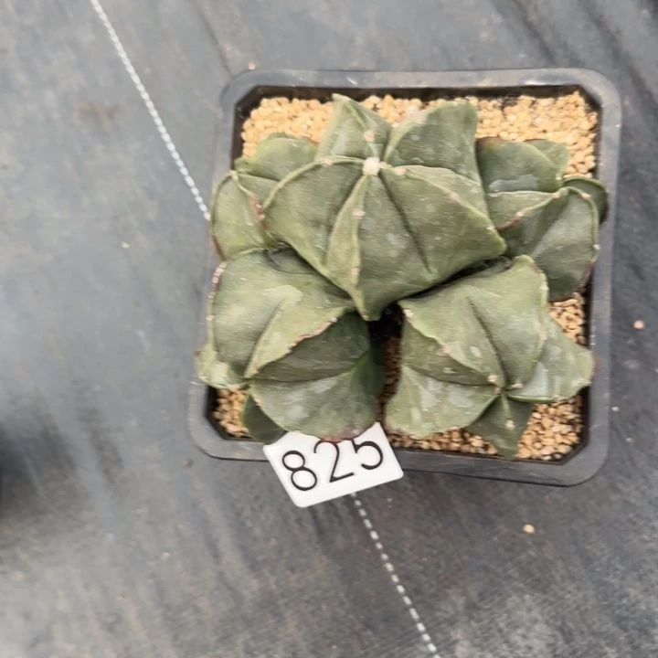 阳***子825带盆土发货一物一拍群生