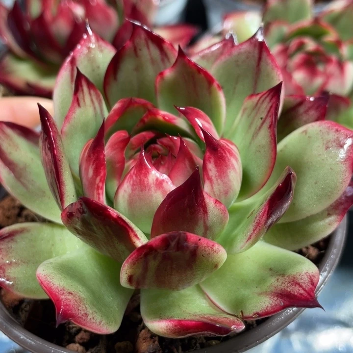 惊鸿仙子多肉植物4802