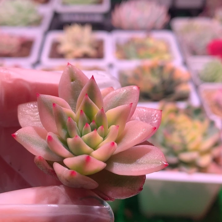 蓝鸟锦，锦哥多肉