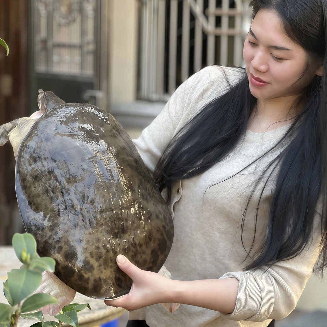 (顺丰包邮)特大12斤水库甲鱼鲜活甲鱼火锅煲汤红烧老鳖珍珠鱼