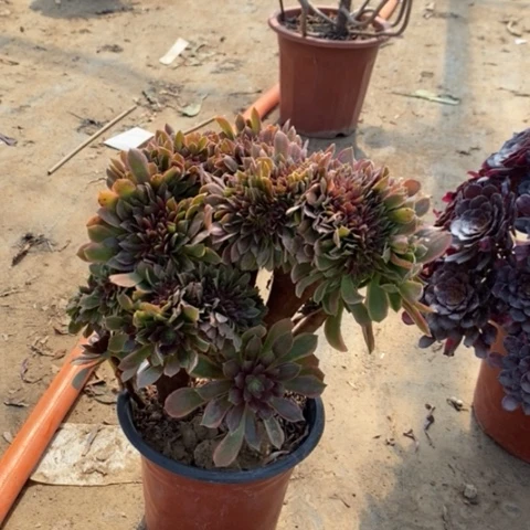 娜迦缀34多肉植物法师