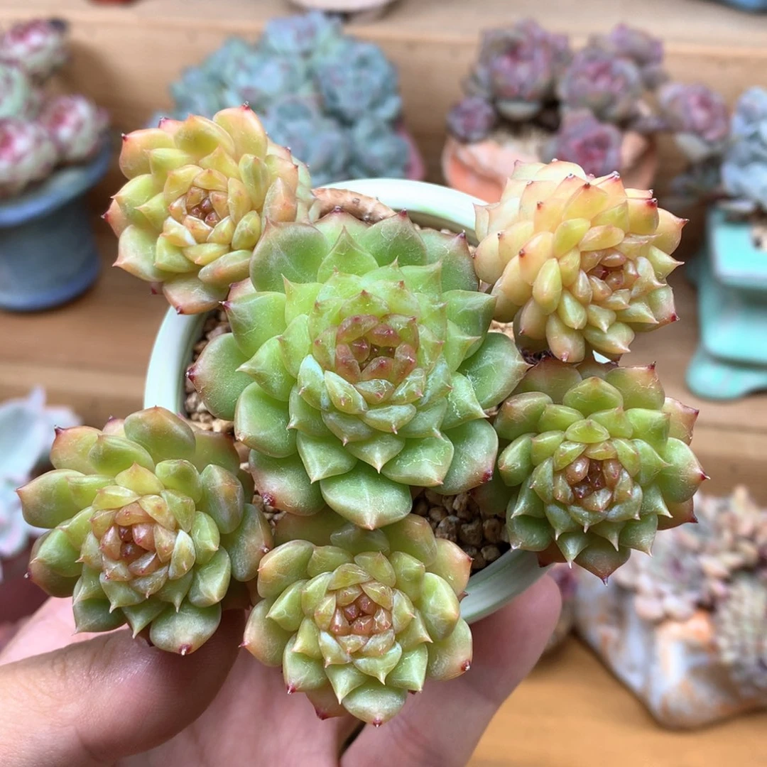 珍妮心群整一物一拍
