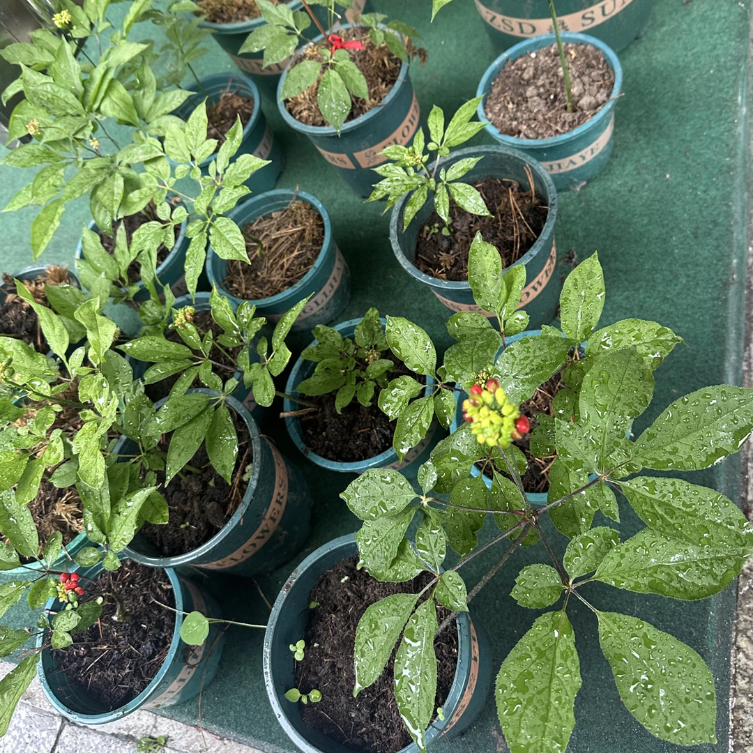 人参籽20粒送5粒