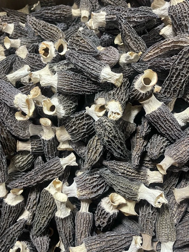 菲子精选7-9羊肚菌