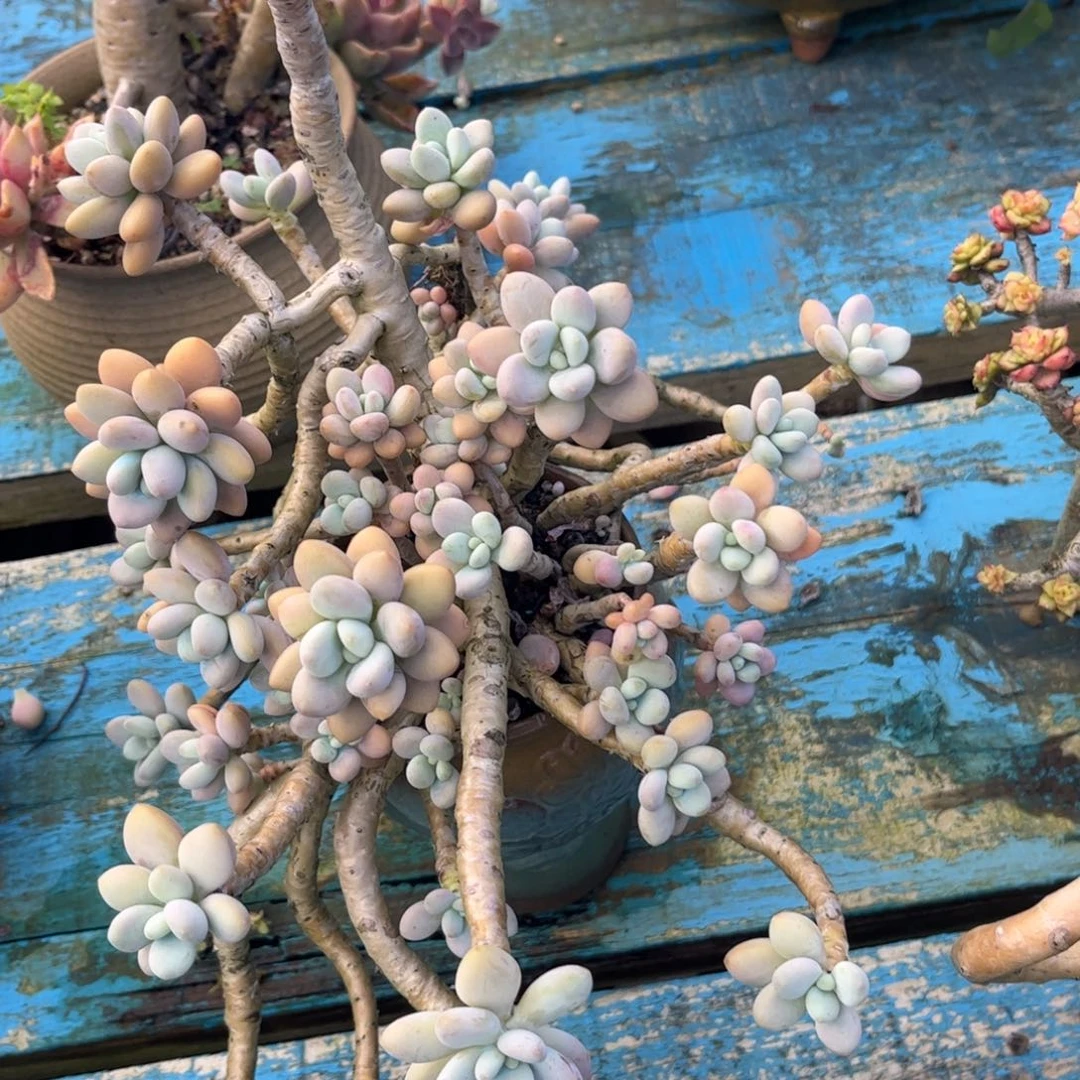 新疆西藏内蒙不包邮，红洛神