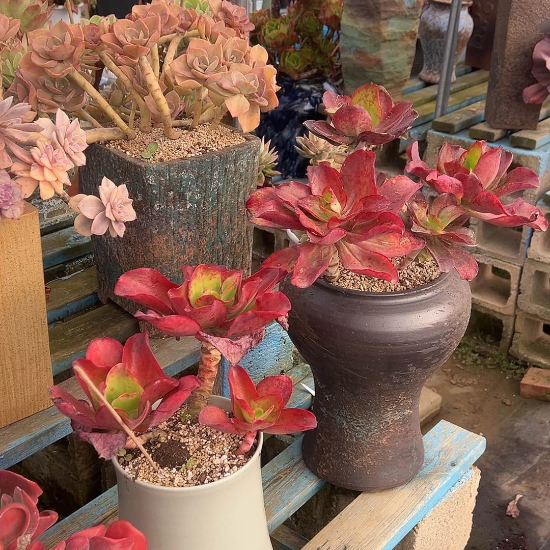 2颗帕比裸根发货。