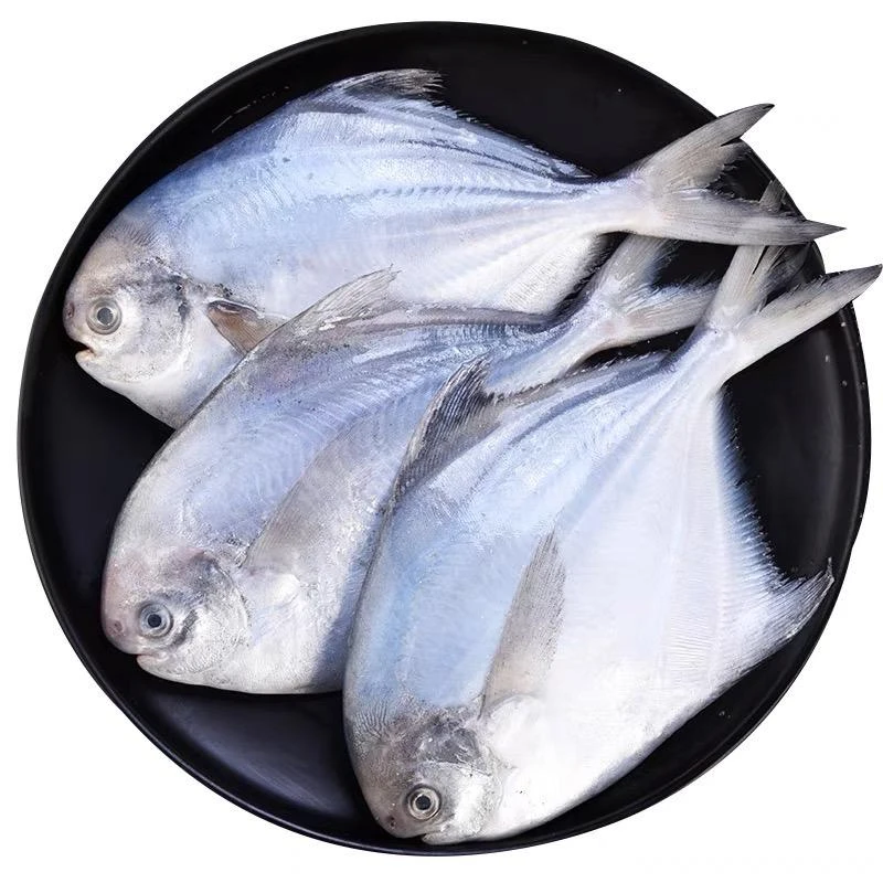 连云港本地鲳鱼 8斤/6斤/4斤多规格可选 500g*6条/包平鱼小银鲳鱼