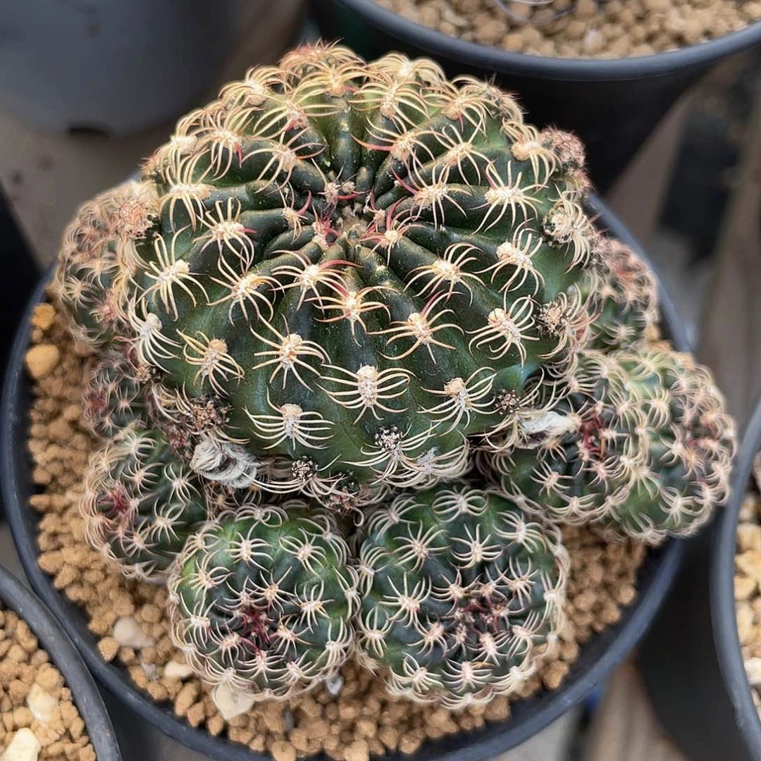 仙人球裸萼属罗星丸群8.7厘米