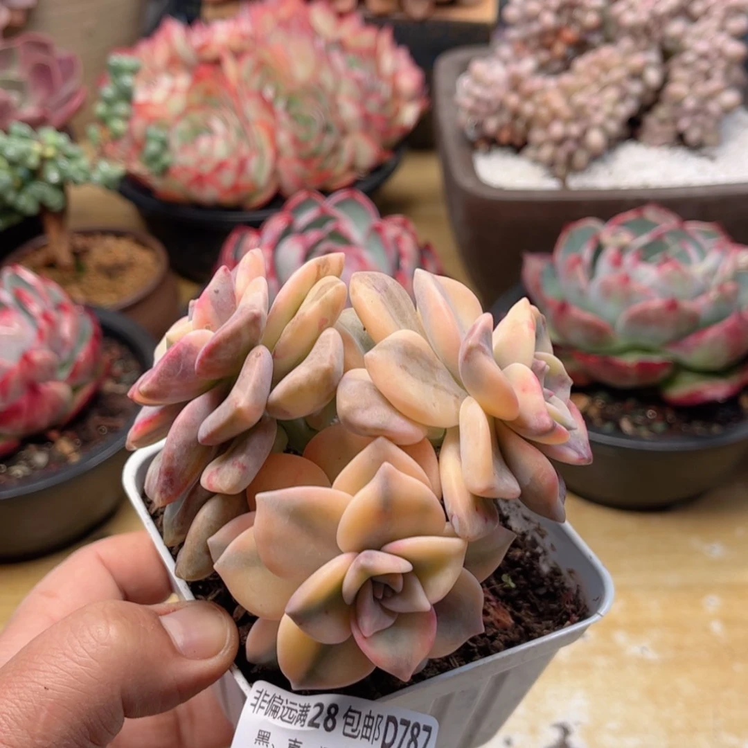 【闪购商品】787紫乐锦