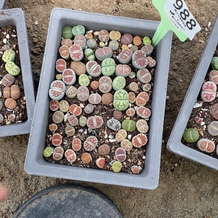 *****生石花的季节是最988