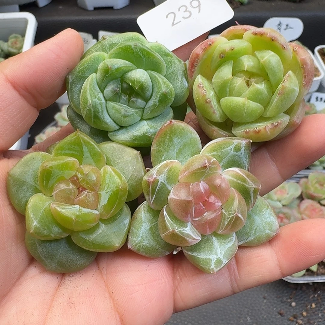 一物一拍一物一拍918-239