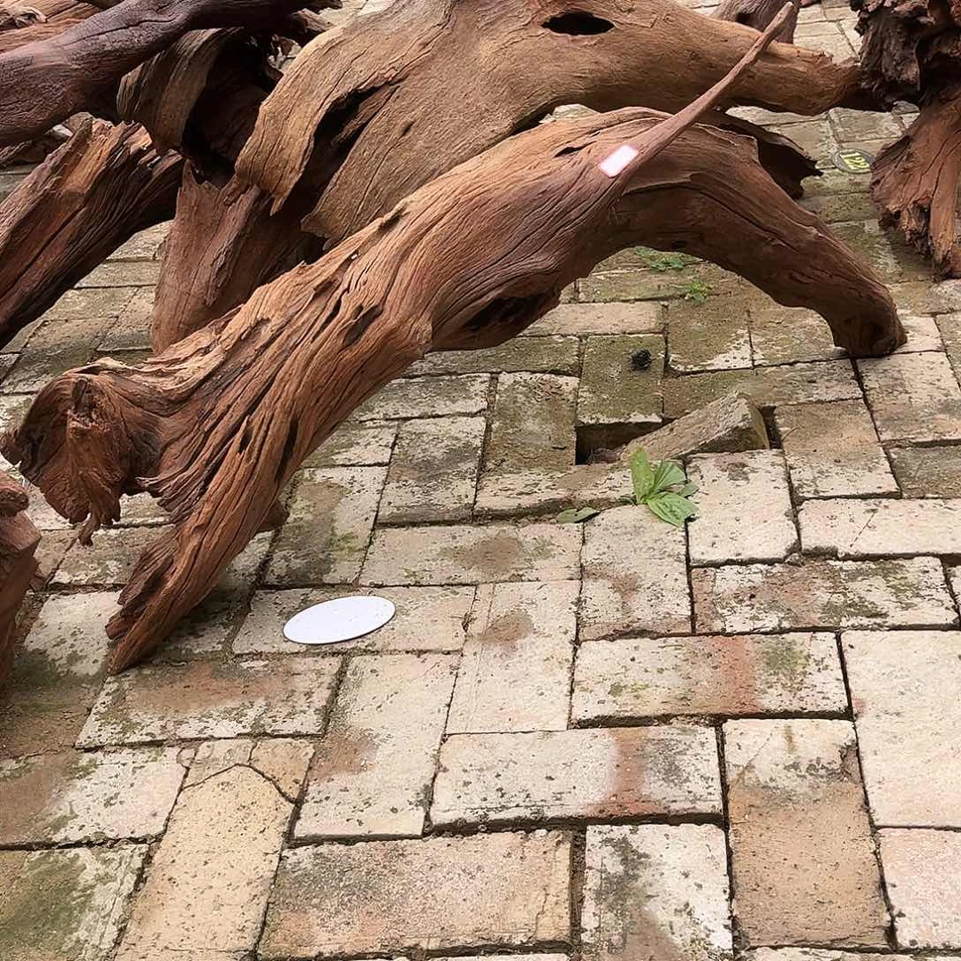 你***友紫柚木秒沉水，一木成景