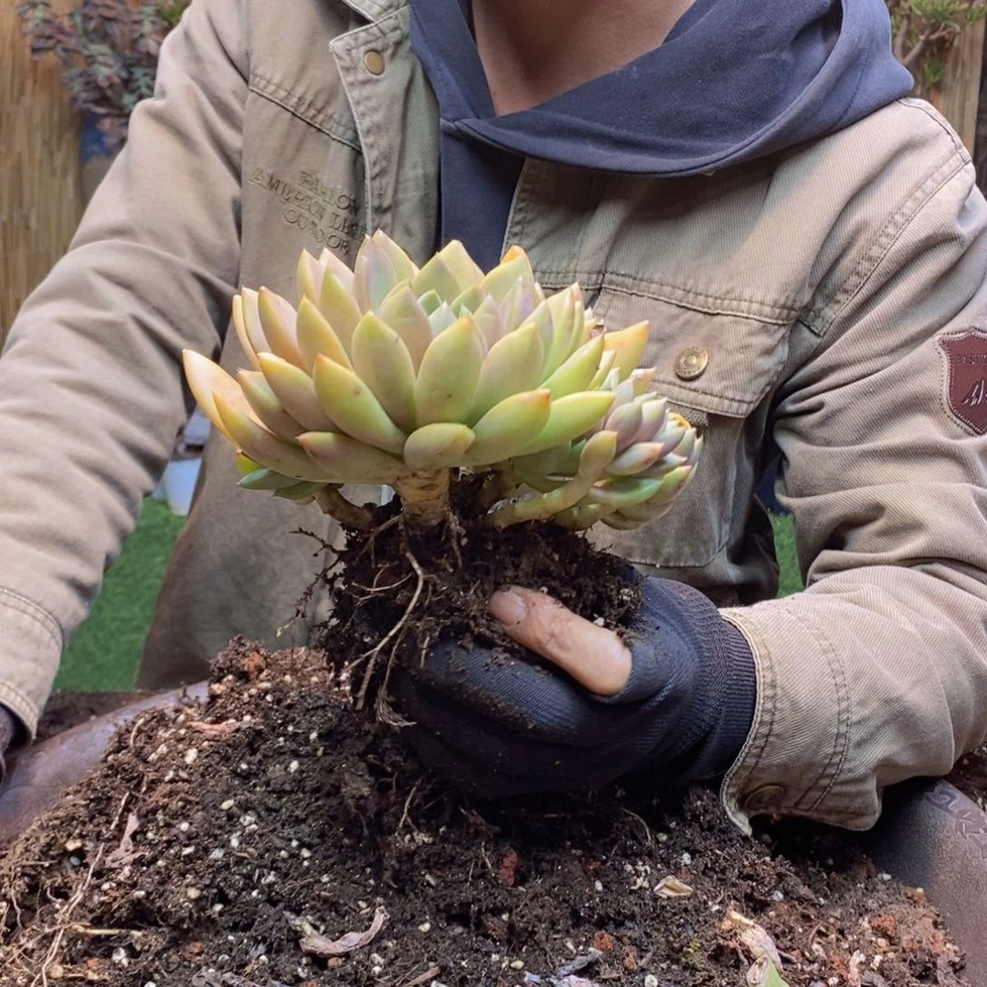 猎*F108号象牙多肉植物