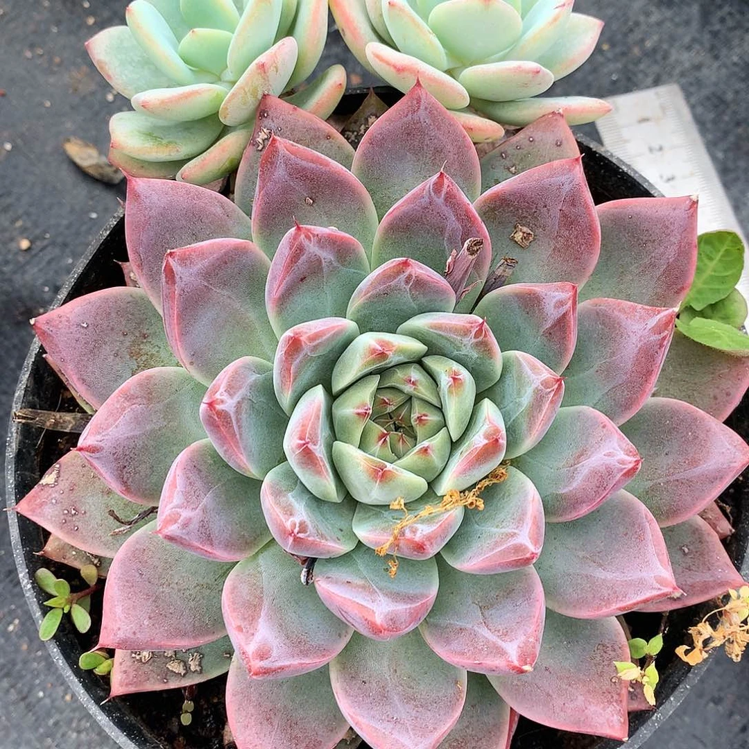 阿尔巴佳人一物一拍18-81