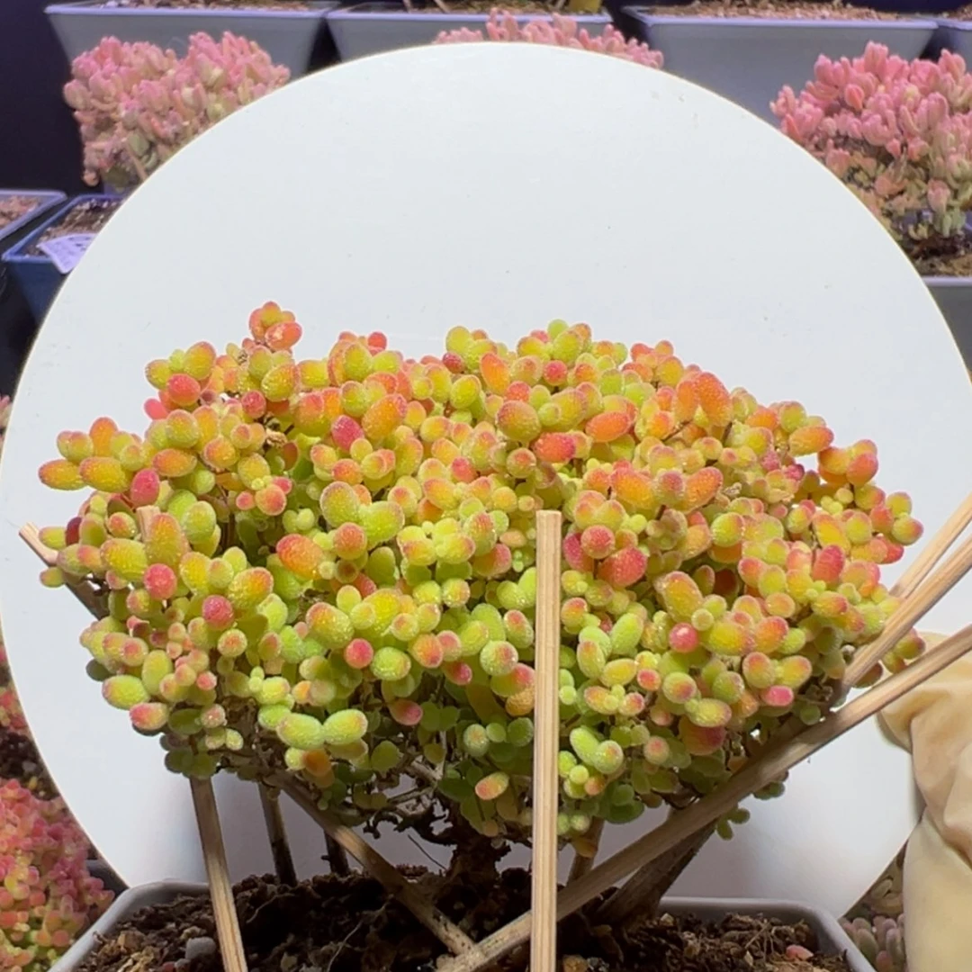 【闪购商品】d239糖球白糊斑锦枝干番杏