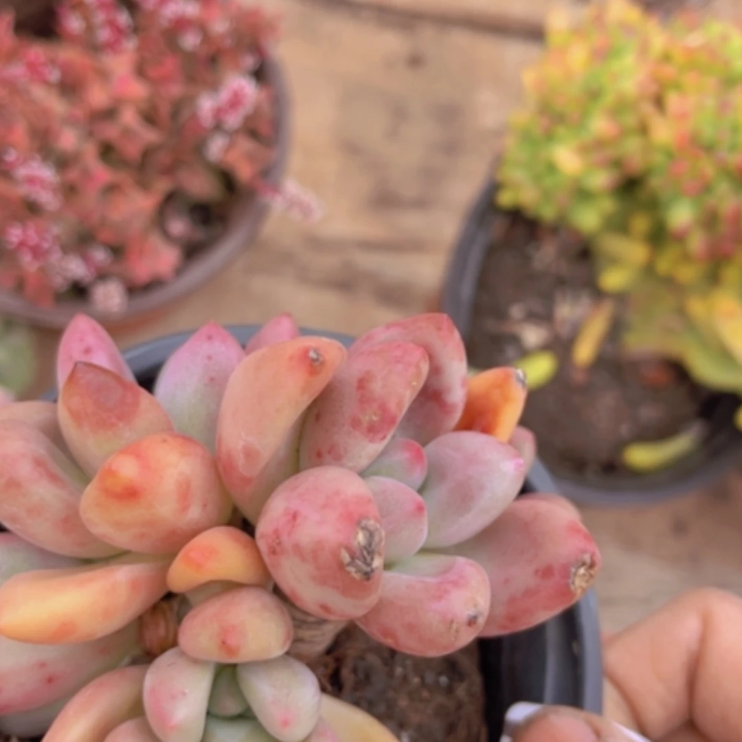 【闪购商品】桃花源14101