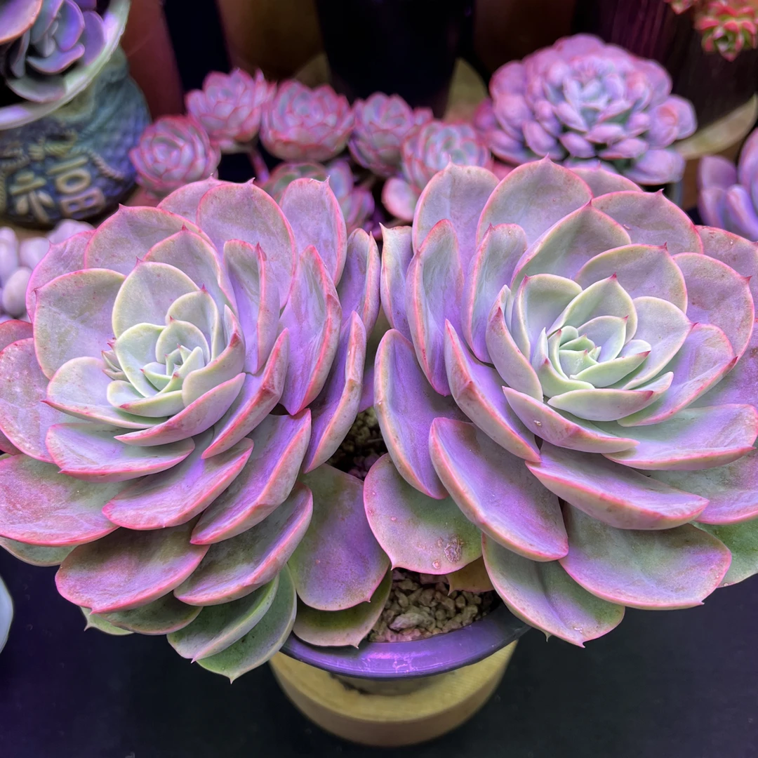 蓝色苍鹭2头（不带盆）多肉植物