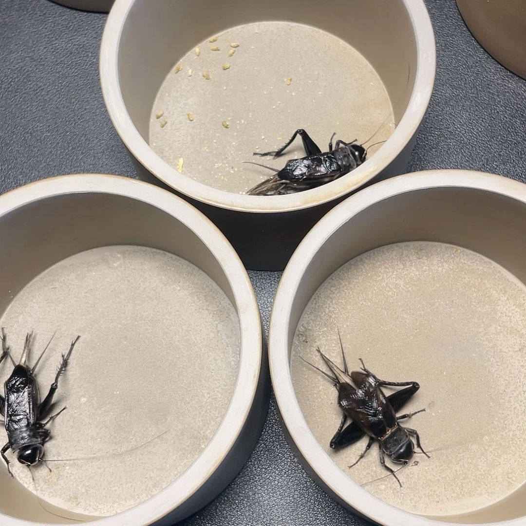 木津门老刘黑虫精品缎子青三只