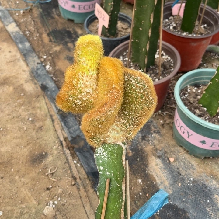 金妞缀化无售后瘦3110