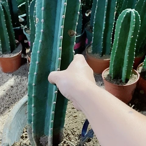 哈****?35公分以上微瑕款量天尺2颗脱土发货