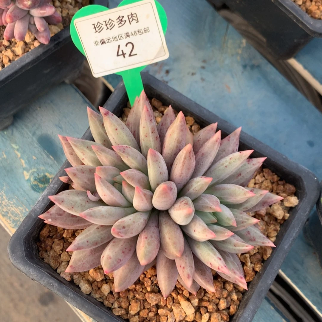 黄体水晶球开播福利