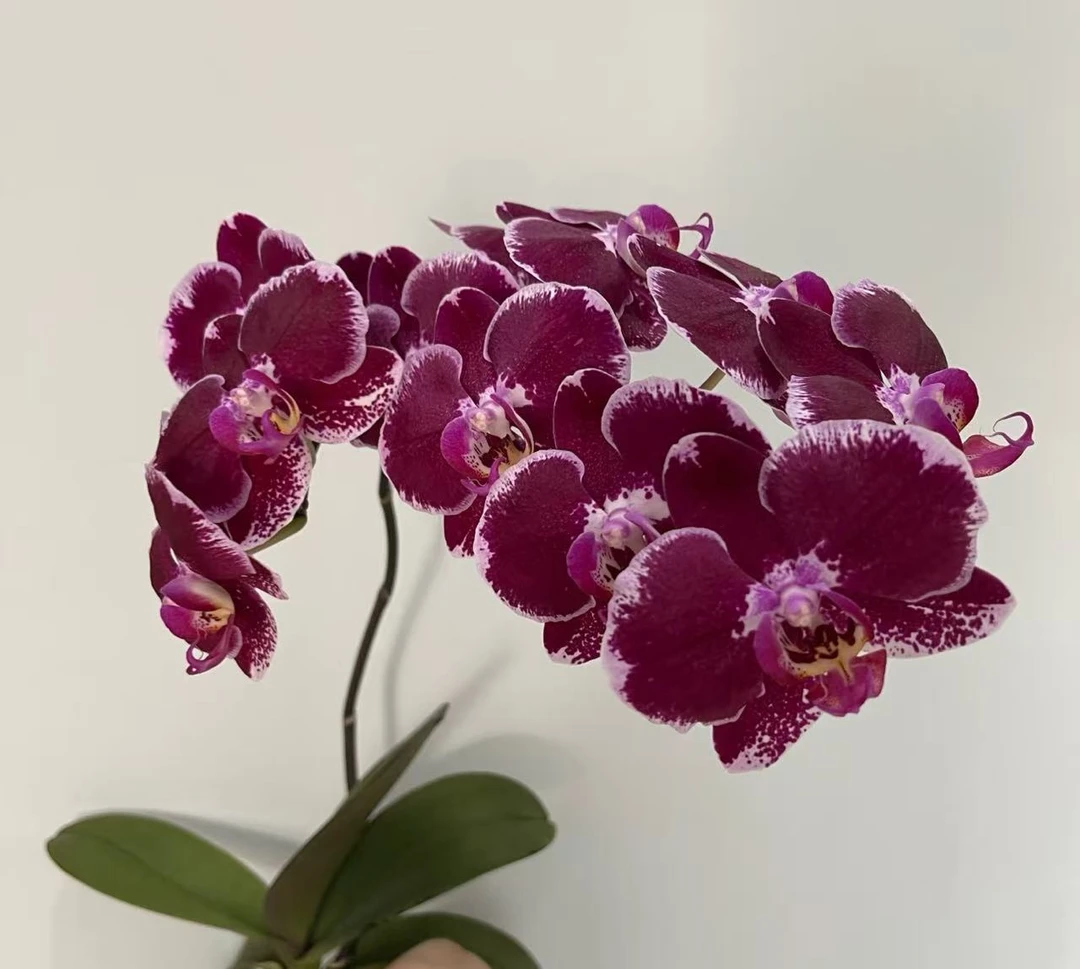 兰蝶汇【昂热】蝴蝶兰花卉