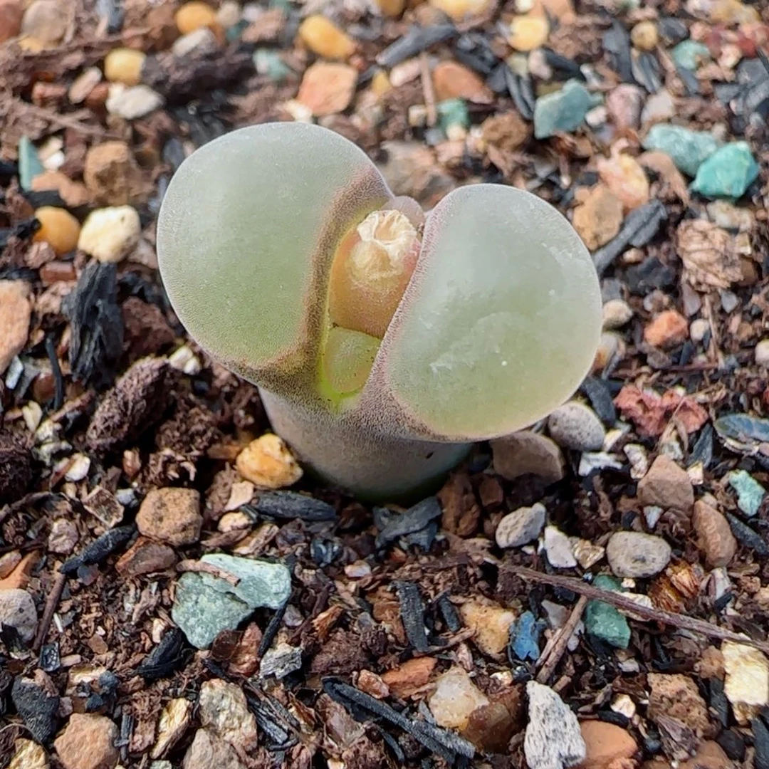 多肉植物B23特50号